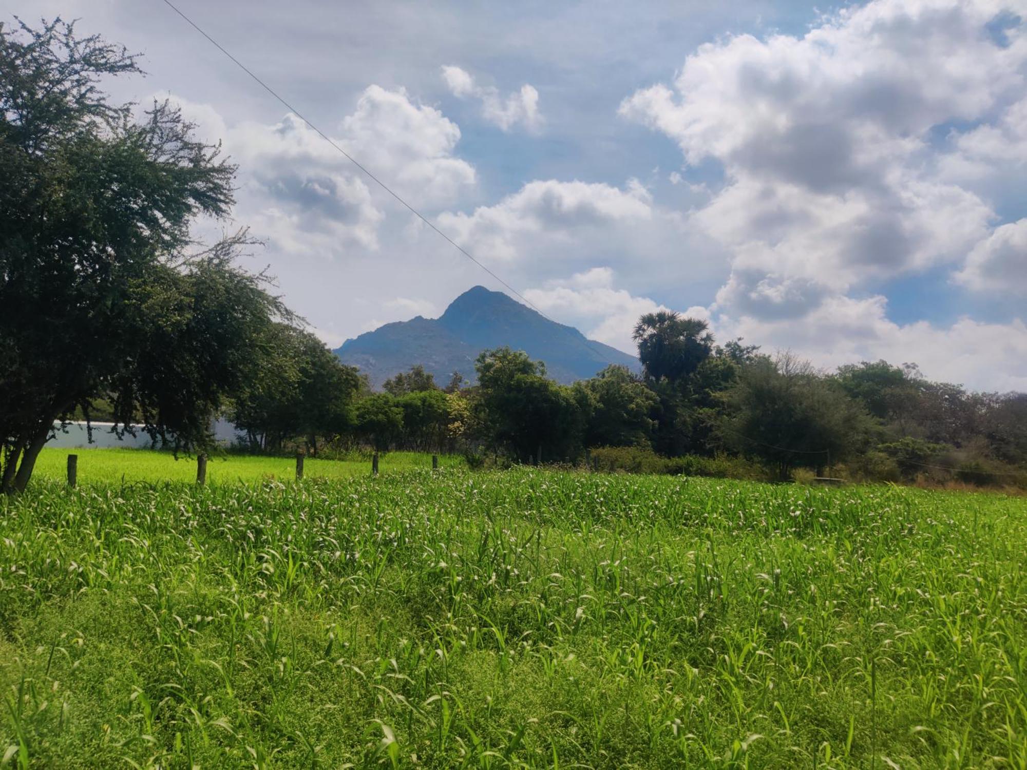 Arunachala Houses Tiruvannāmalai المظهر الخارجي الصورة